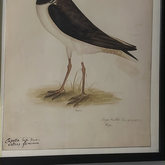 18th CENTURY BIRD RE-STRIKE XVl ✨✨ - Picture 9 of 10